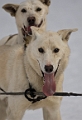 2009-03-14, Competition de traineaux a chiens au Bec-scie (144556)